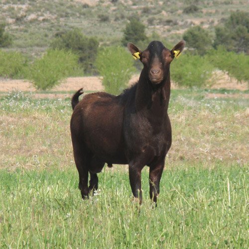 الموريسانو MURCIANO